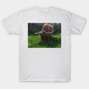 Scottish Highland Cattle Cow 2019 T-Shirt